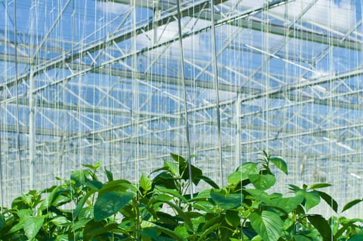 cultivation of bell peppers in a commercial greenhouse in Klazienaveen, Netherlands