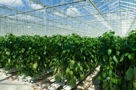 cultivation of bell peppers in a commercial greenhouse in Klazienaveen, Netherlands