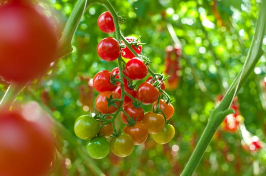 cultivation of tomatoes in a commercial greenhouse in Klazienaveen, Netherlands