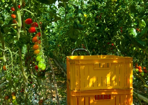 cultivation of tomatoes in a commercial greenhouse in Klazienaveen, Netherlands