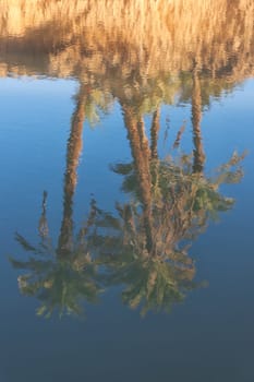 Reflections of date palms in the water of a river.
