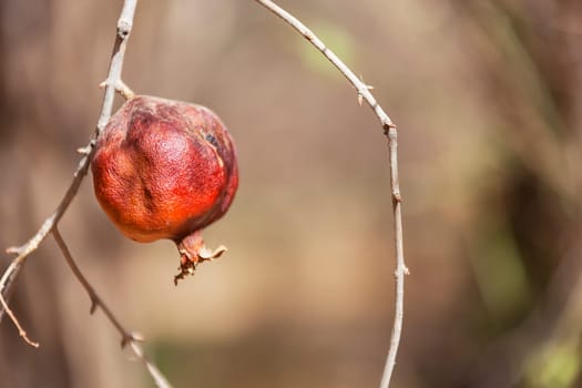 Pomegranate fruit on branch.