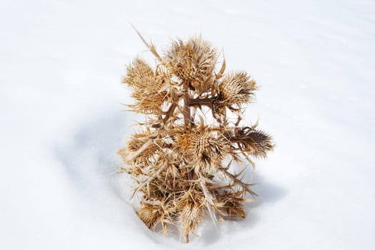 Dry plant in snow in the High Atlas Mountains.