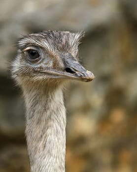 NanduPortrait