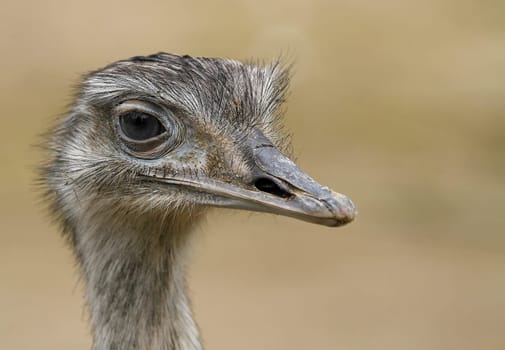 NanduPortrait