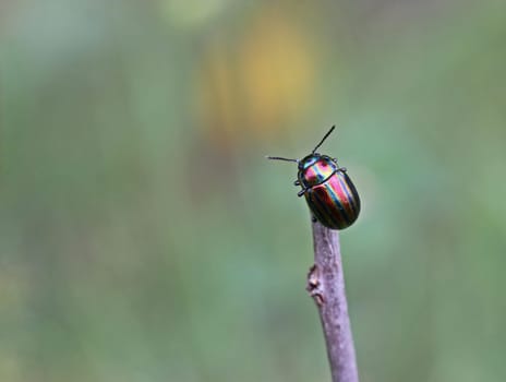 Rainbow leaf beetle (Chrysolina cerealis) on blade of grass