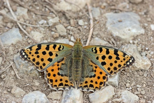 Lesser mother-of-pearl butterfly (Issoria lathonia)