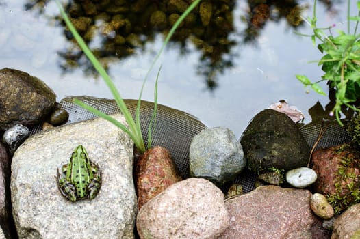 The photograph of a tree frog sitting by a rock garden pond.