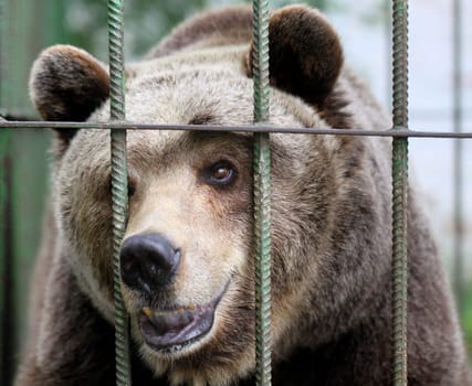 Portrait of a brown bear in a cage