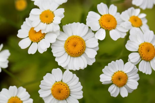 Flowers white daisies