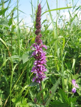 Common willower - Lythrum salicaria