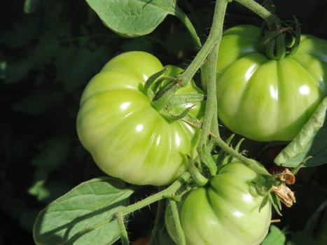 Tomato - Costoluto fiorentino