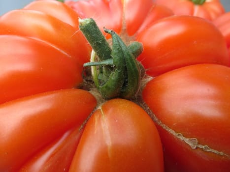 Tomato - Costoluto fiorentino