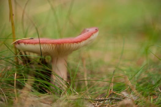 Forest mushroom