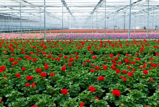 cultivation of geranium flowers in a greenhouse in Klazienaveen, netherlands