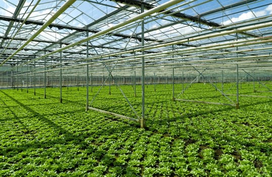 cultivation of endive in a commercial greenhouse in Klazienaveen, Netherlands