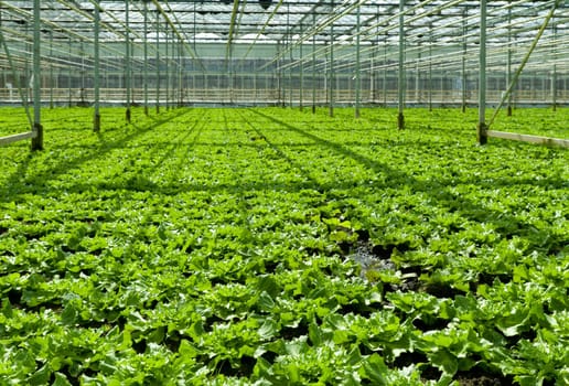 cultivation of endive in a commercial greenhouse in Klazienaveen, netherlands