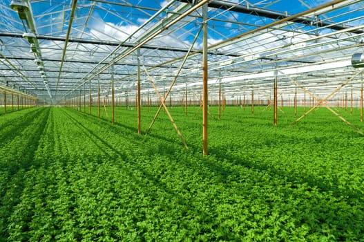 cultivation of golden daisy flowers in a greenhouse in Klazienaveen, netherlands