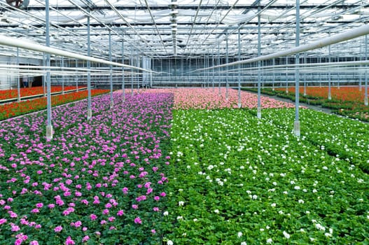 cultivation of geranium flowers in a greenhouse in Klazienaveen, netherlands