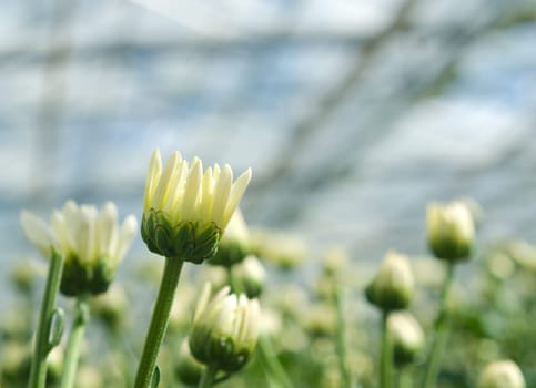cultivation of golden daisy flowers in a greenhouse in Klazienaveen, netherlands