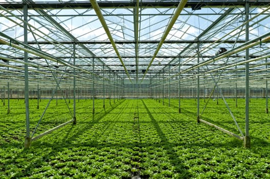 cultivation of endive in a commercial greenhouse in Klazienaveen, netherlands