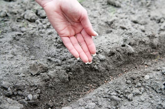 Hand sows radish seeds