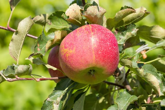 Apple tree with red apples in a garden