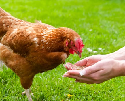 Chicken is fed