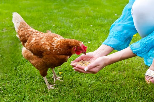 Chicken is fed