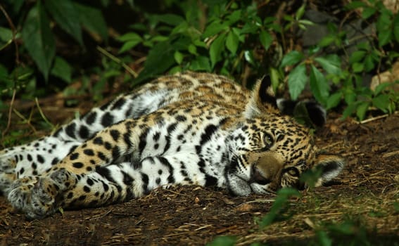 tired...
