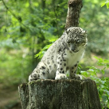 Details of a snow leopard, uncia uncia, in captivity