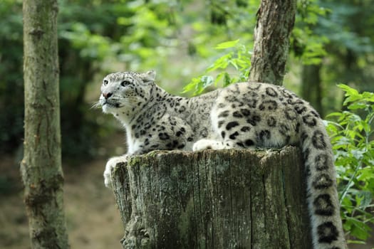 Details of a snow leopard, uncia uncia, in captivity