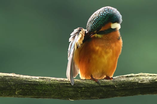Kingfisher (Alcedo atthis)
