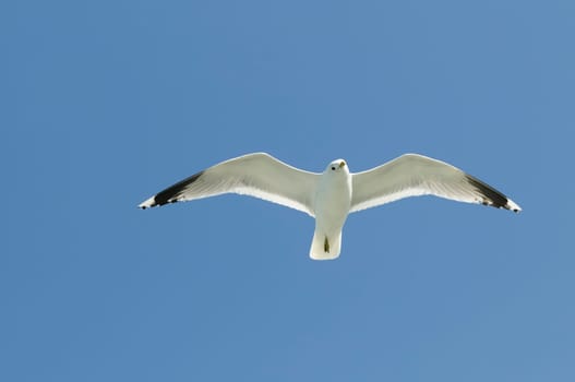 herring gull