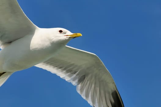 herring gull