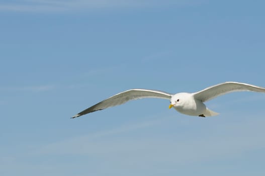 herring gull