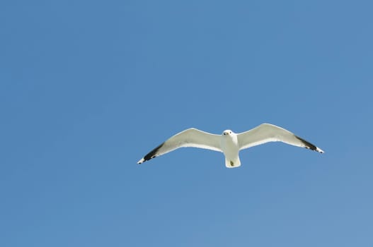 herring gull