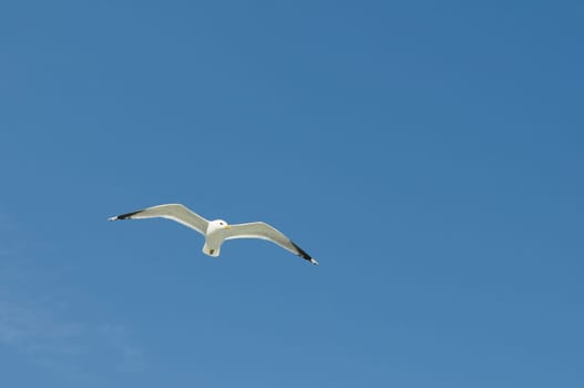 herring gull