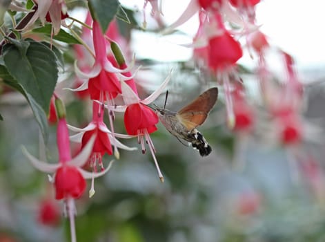A pigeontail (Macroglossum stellatarum) on fuchsia