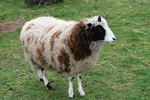 An adolescent four-horned sheep,on a green meadow
