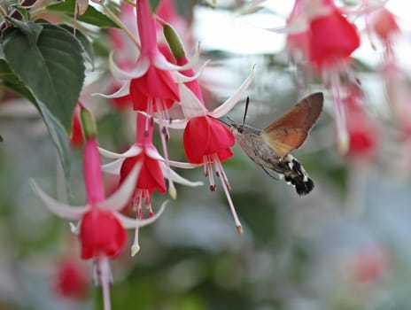 A pigeontail (Macroglossum stellatarum) on fuchsia