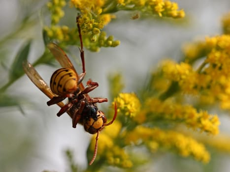 Hornet (Vespa crabro) eats upside down hanging fly