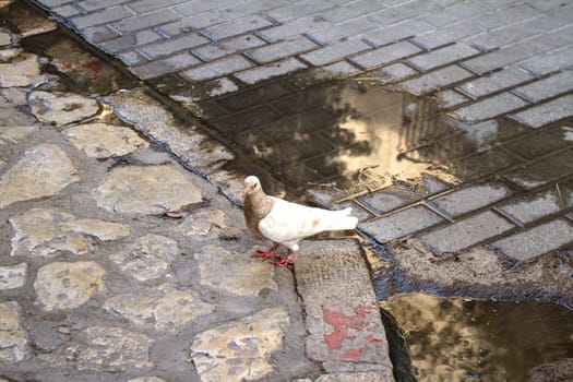 A pigeon standing in the path.