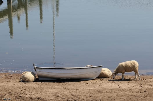 Sheep in the boat