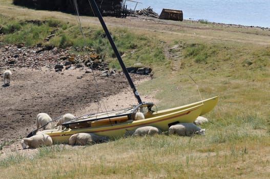 Sheep in the boat