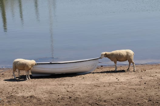 Sheep in the boat