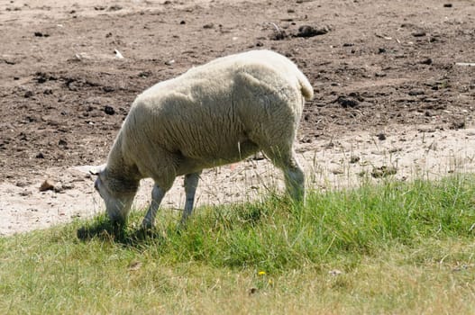 Sheep in the boat