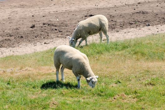 Sheep in the boat