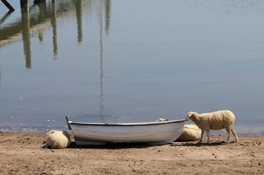Sheep in the boat
