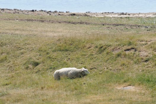 Sheep in the boat